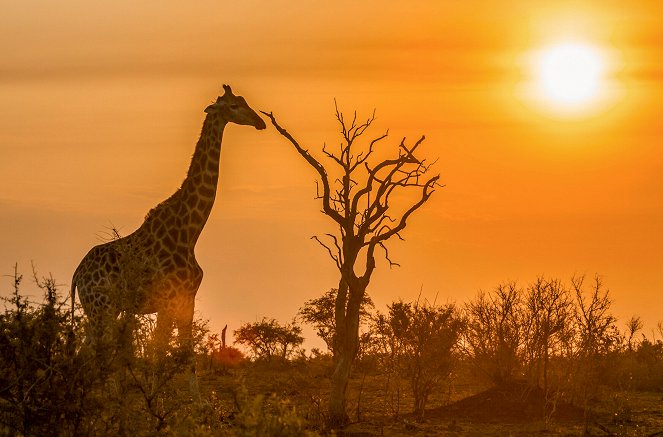 Waterhole: Africa's Animal Oasis - De filmes