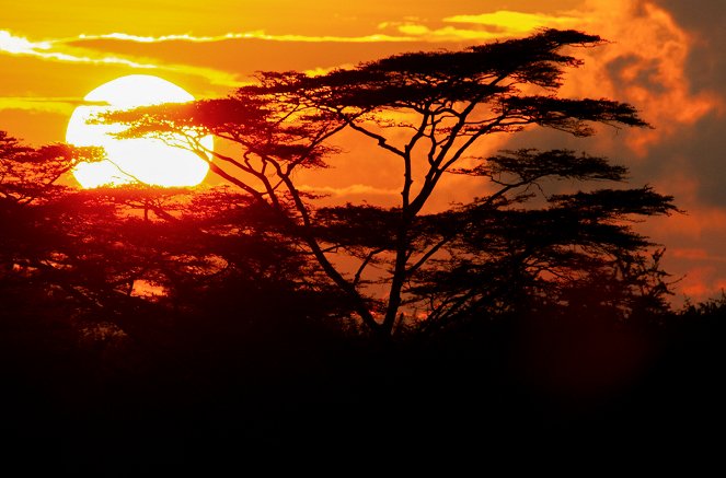 Waterhole: Africa's Animal Oasis - Van film