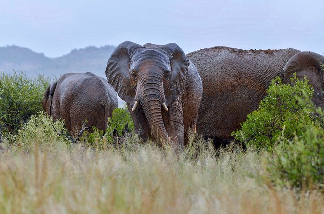 Waterhole: Africa's Animal Oasis - Photos