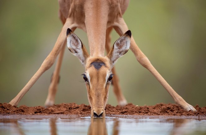 Waterhole: Africa's Animal Oasis - De la película