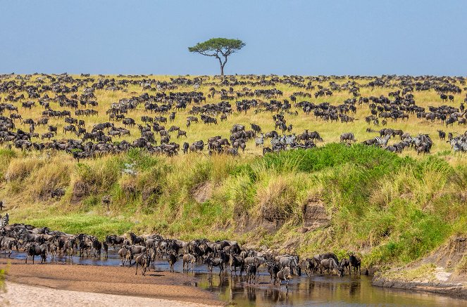 Waterhole: Africa's Animal Oasis - De la película