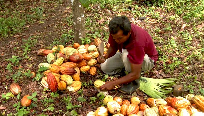 Belize – Der Kakao-Pflanzer - Filmfotos
