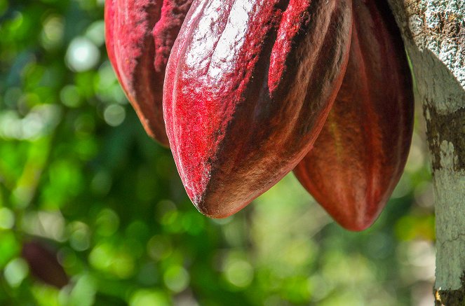 The Chocolate Farmer - Z filmu