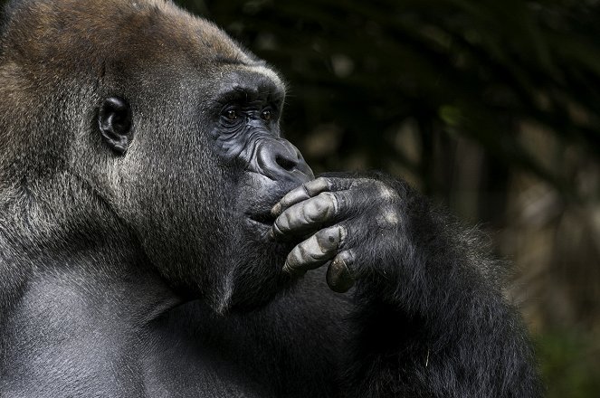 Az állatvilág csodái - Great Apes - Filmfotók