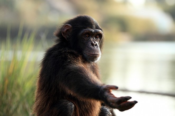 Eläinmaailman ihmeitä - Great Apes - Kuvat elokuvasta
