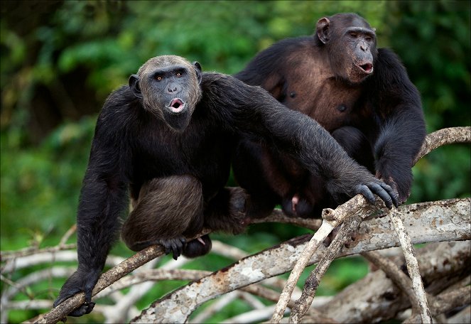 The Wonder of Animals - Great Apes - De la película