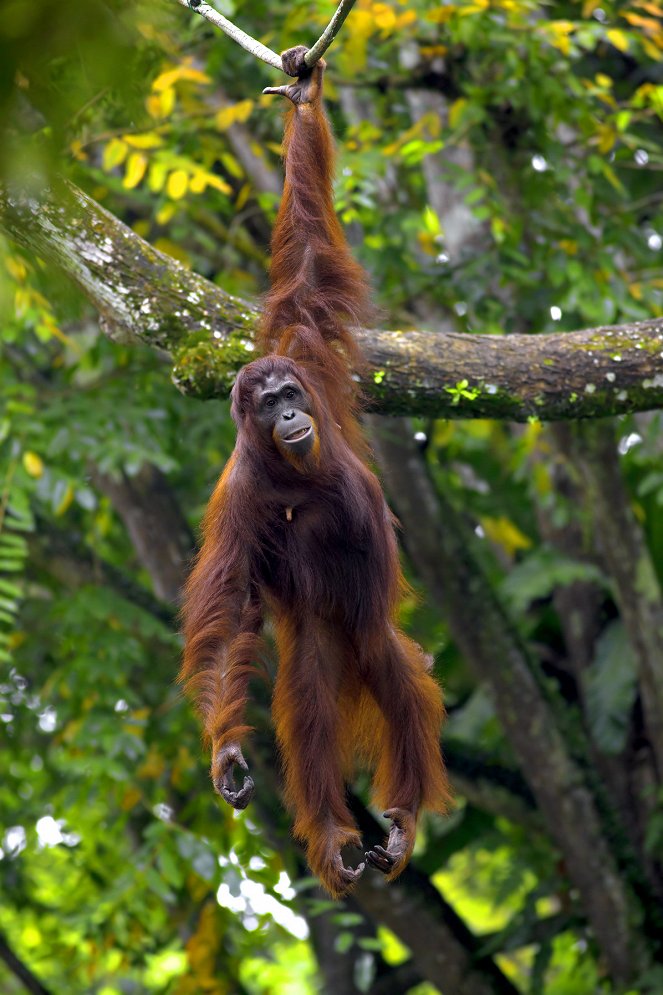 Eläinmaailman ihmeitä - Great Apes - Kuvat elokuvasta