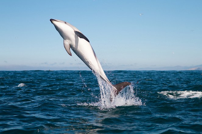 Tierische Überlebenskünstler - Delfine - Filmfotos