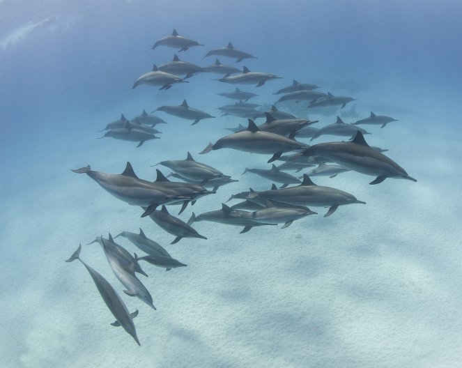 Eläinmaailman ihmeitä - Dolphins - Kuvat elokuvasta