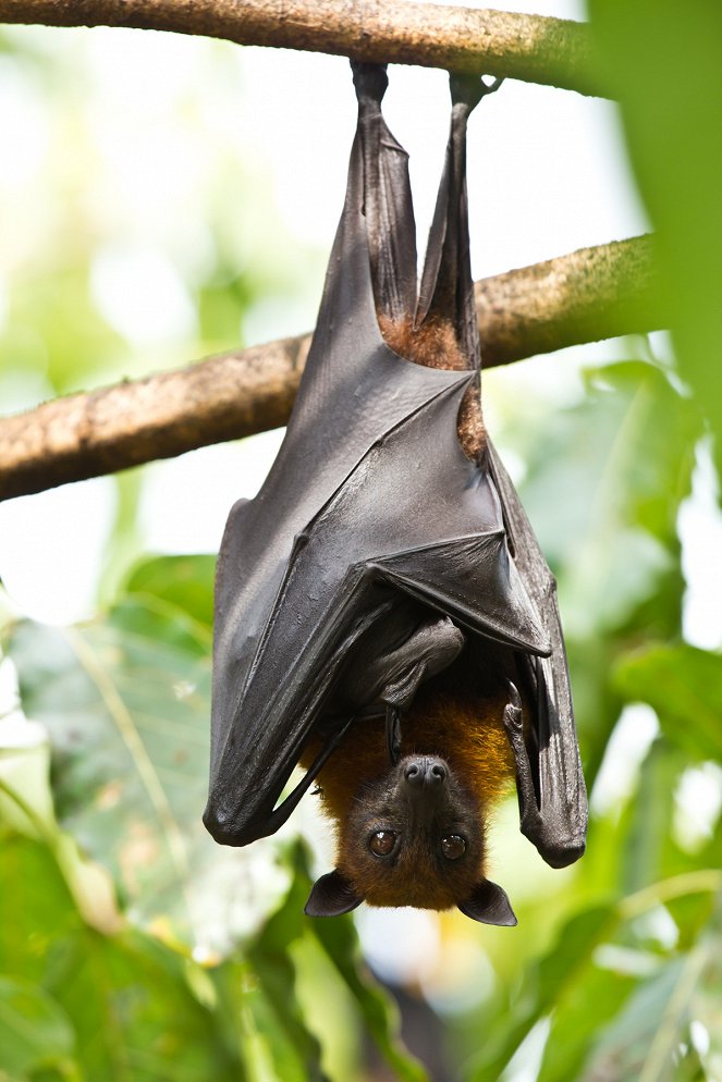 The Wonder of Animals - Bats - Van film