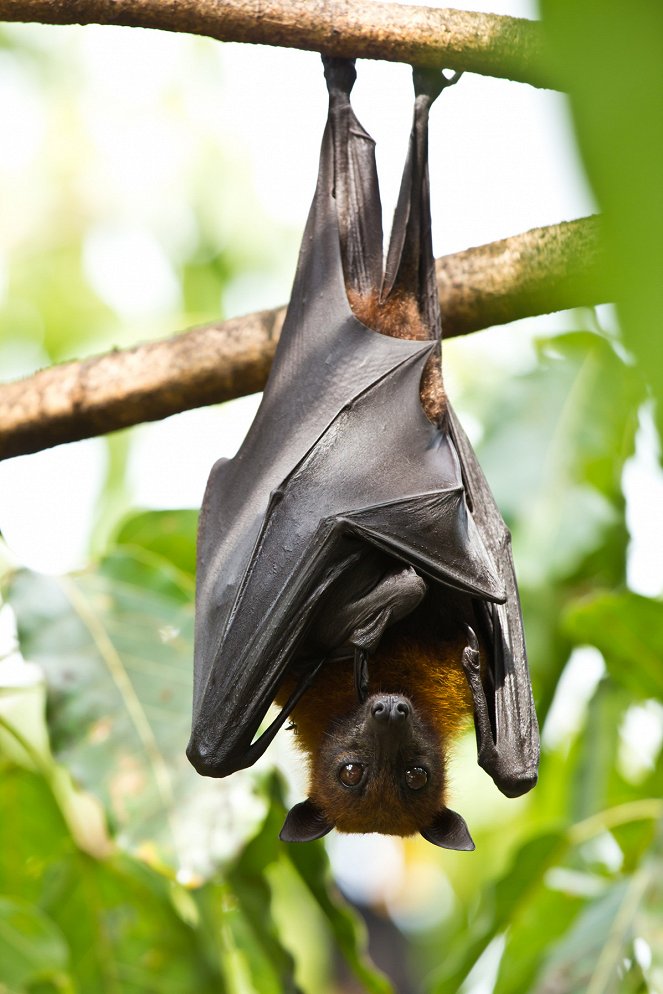 The Wonder of Animals - Bats - Z filmu