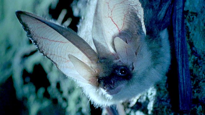 The Wonder of Animals - Bats - Van film