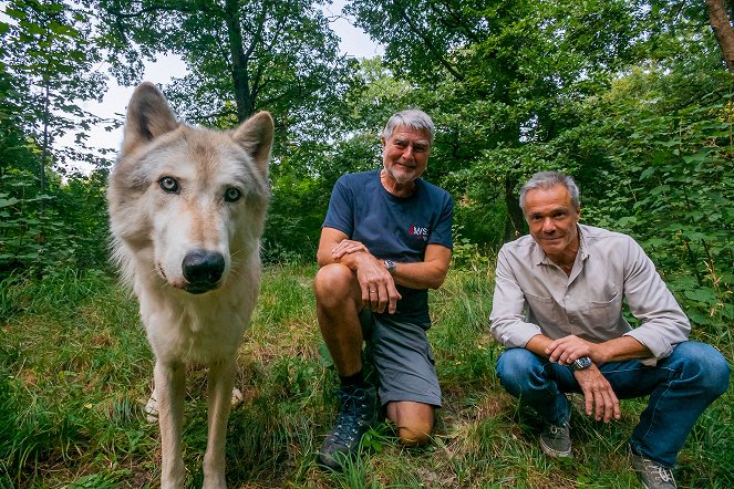 Hannes Jaenicke: Im Einsatz für den Wolf - Filmfotos