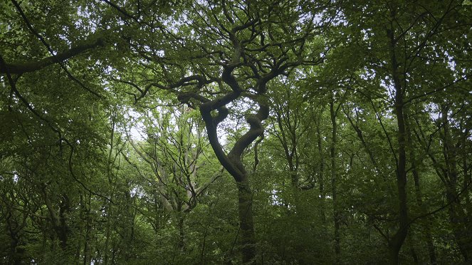 Le Génie des arbres - De la película