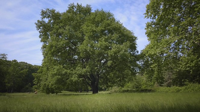 Le Génie des arbres - Filmfotos