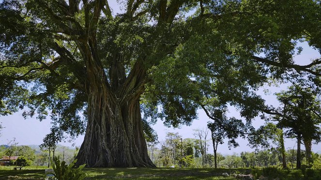 Trees, a Global Superpower - Photos