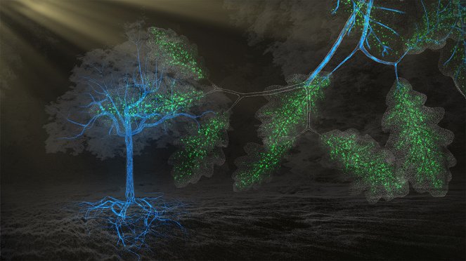 Tajemné stromy - dokonalé přírodní systémy - Z filmu
