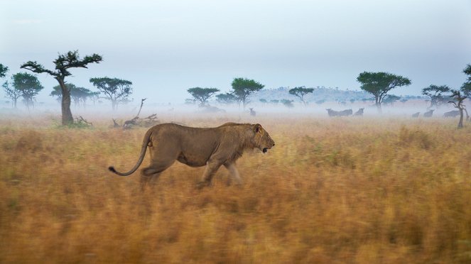 Élet a Serengeti Nemzeti Parkban - Exodus - Filmfotók