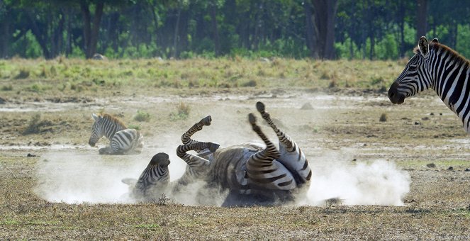 Serengeti - Exodus - Kuvat elokuvasta
