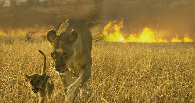Serengeti - Exodus - Z filmu