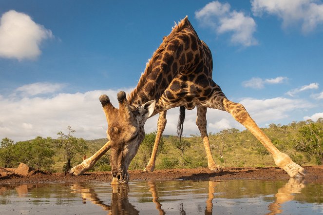 Wasserlöcher – Oasen für Afrikas Fauna - Filmfotos