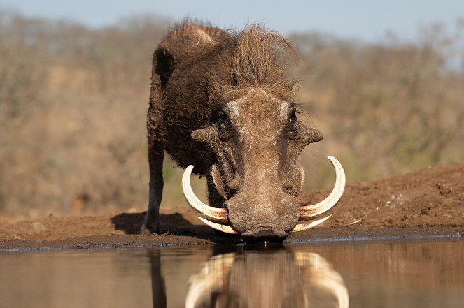 Waterhole: Africa's Animal Oasis - Van film