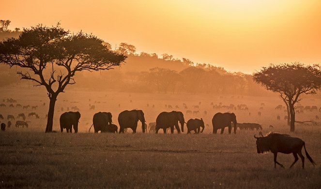 Serengeti - Rebirth - Van film