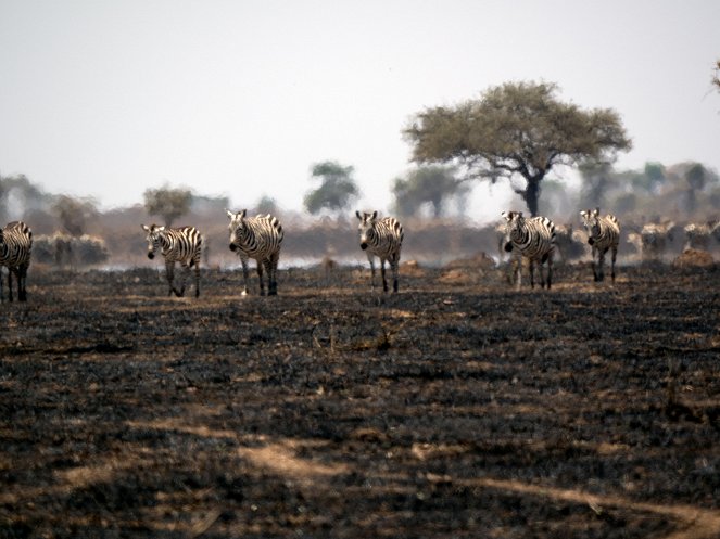 Serengeti - Znovuzrodenie - Z filmu