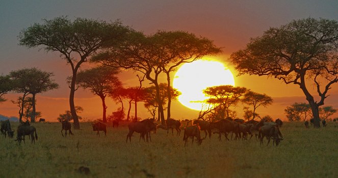 Serengeti - Rebirth - Film