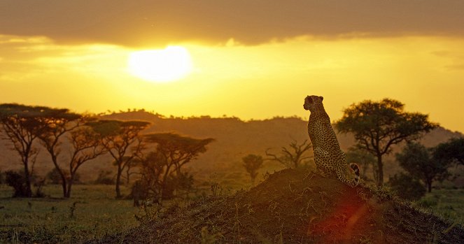Serengeti - Rebirth - Do filme