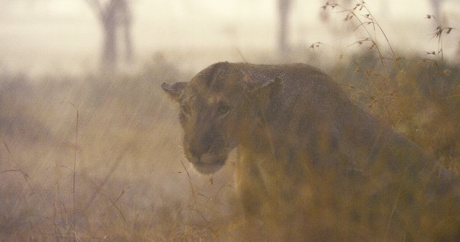 Serengeti - Rebirth - Kuvat elokuvasta