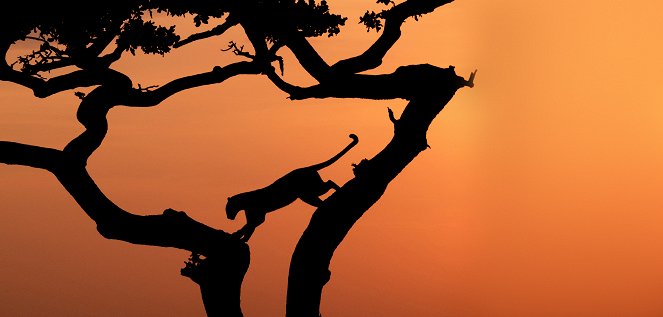 Serengeti - Znovuzrození - Z filmu