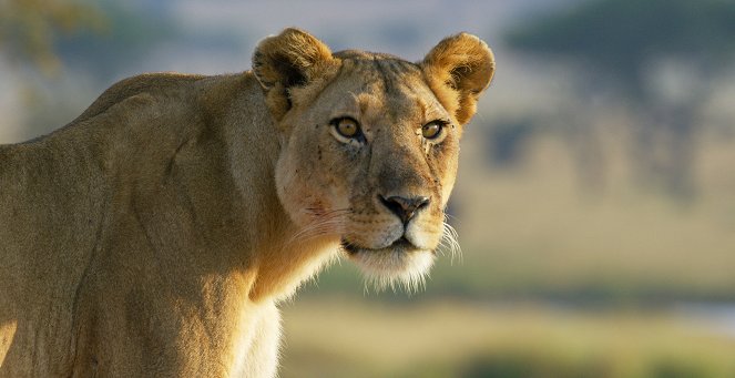 Serengeti - Season 1 - Rebirth - Kuvat elokuvasta