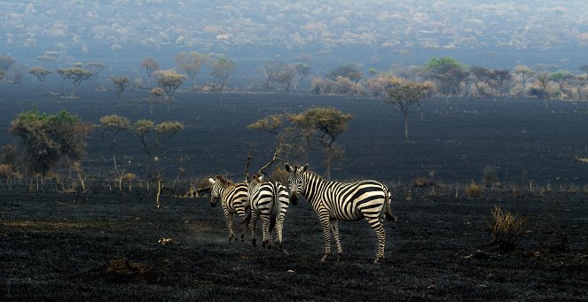 Serengeti - Série 1 - Znovuzrození - Z filmu