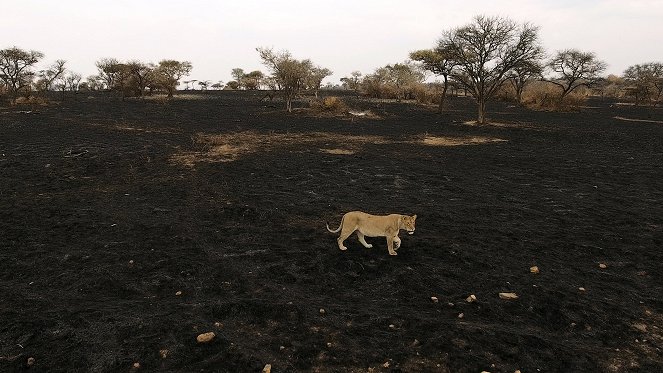 Serengeti - Série 1 - Znovuzrození - Z filmu