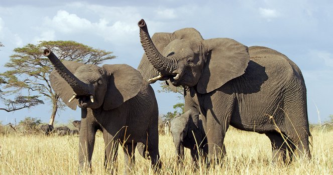 Serengeti - Season 1 - Znovuzrodenie - Z filmu