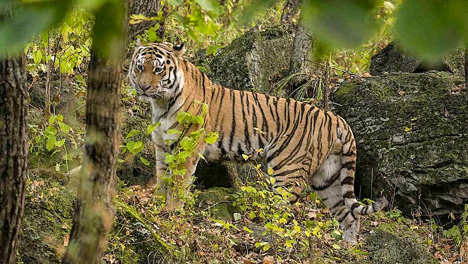 Universum: Der Sibirische Tiger - Seele der russischen Wildnis - Kuvat elokuvasta