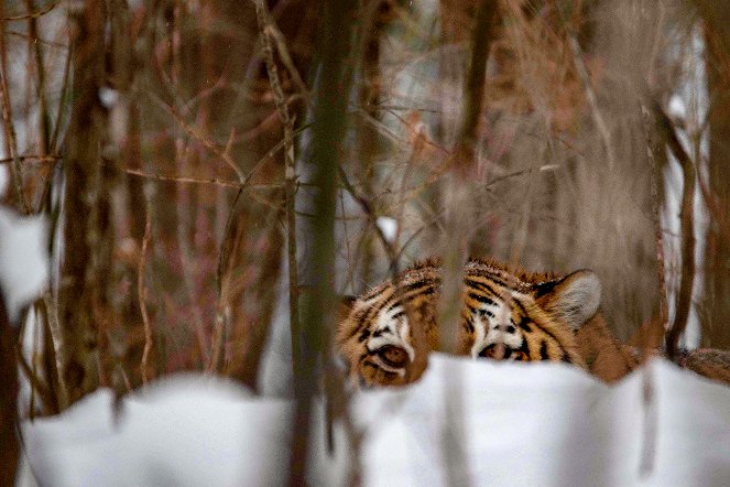 Universum: Der Sibirische Tiger - Seele der russischen Wildnis - Z filmu