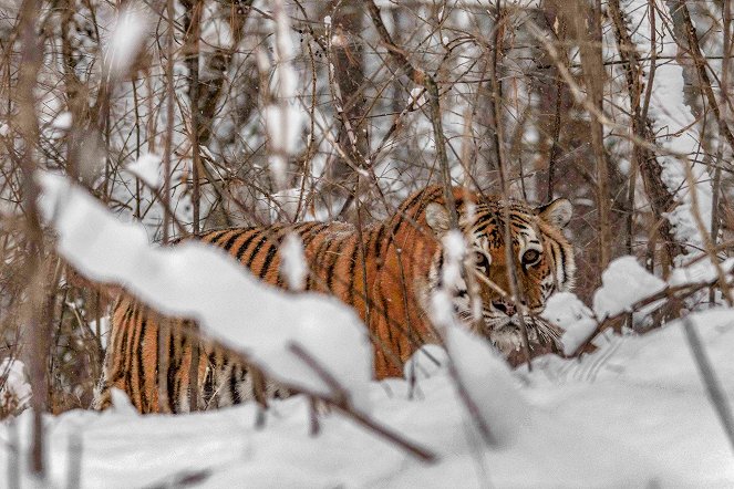 Universum: Der Sibirische Tiger - Seele der russischen Wildnis - Film