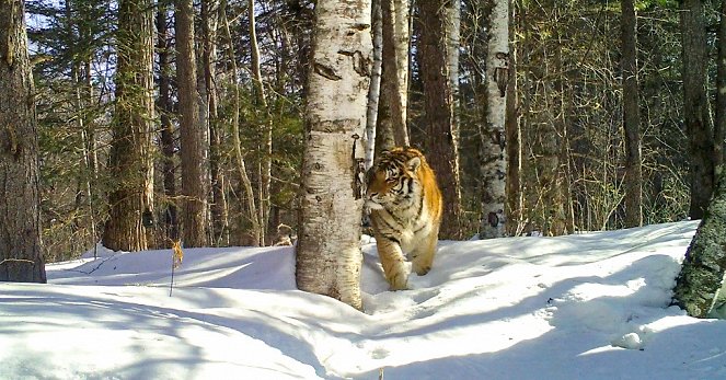 Universum: Der Sibirische Tiger - Seele der russischen Wildnis - Film