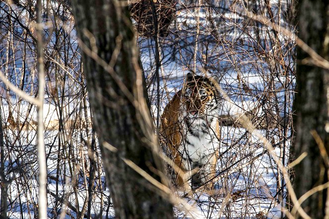 Universum: Der Sibirische Tiger - Seele der russischen Wildnis - Photos