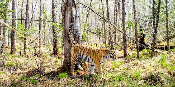 Universum: Der Sibirische Tiger - Seele der russischen Wildnis - Filmfotók