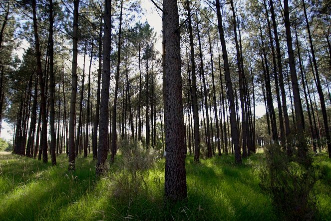 À la reconquête des forêts - Les Landes, à l'aube d’un nouvel équilibre - Film