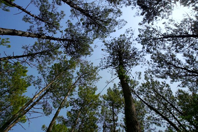 À la reconquête des forêts - Les Landes, à l'aube d’un nouvel équilibre - Van film