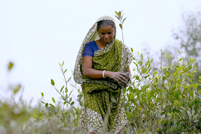 Tajný život lesů - Sundarbans, la forêt nourricière - Z filmu