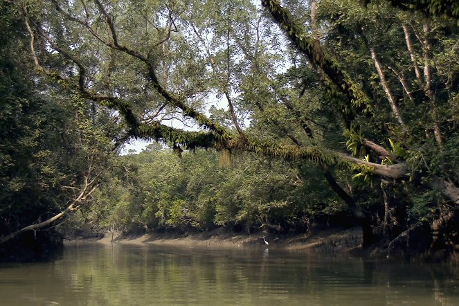 À la reconquête des forêts - Sundarbans, la forêt nourricière - Z filmu