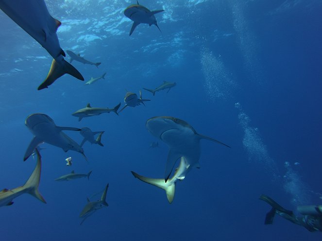 Under Siege - The Sharks of Ascension Island - Filmfotos