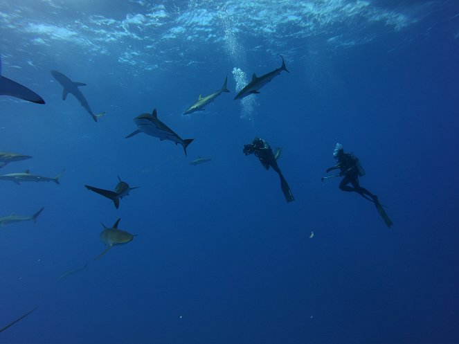 V obklíčení: Žraloci z ostrova Ascension - Z filmu