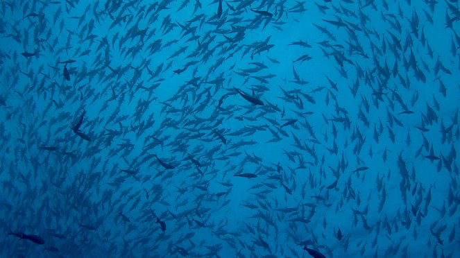 Under Siege - The Sharks of Ascension Island - Filmfotos