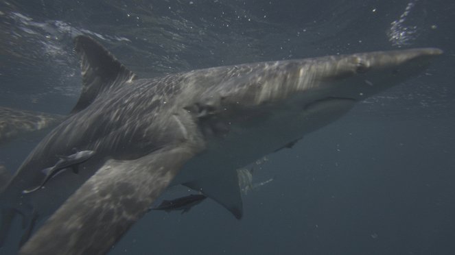 Under Siege - The Sharks of Ascension Island - Kuvat elokuvasta